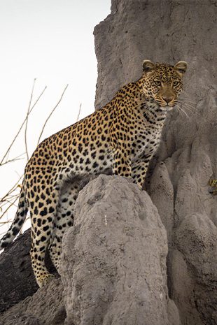 Big 5 Safari Leopard Tree