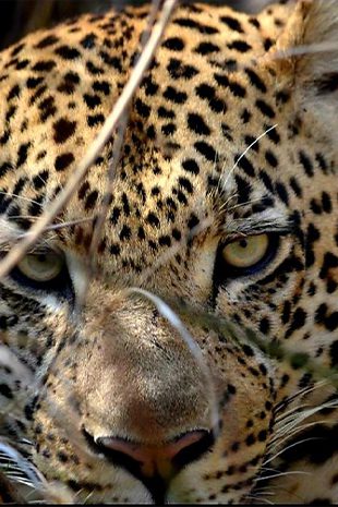 Big 5 Safari Leopard