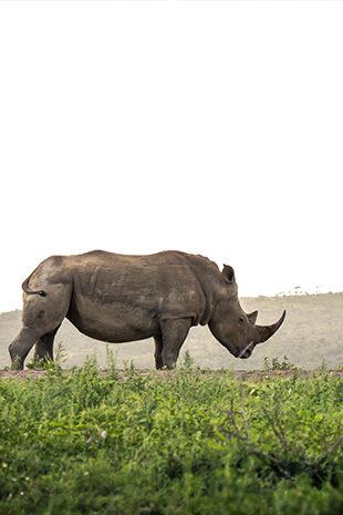 Big 5 Safari Rhino
