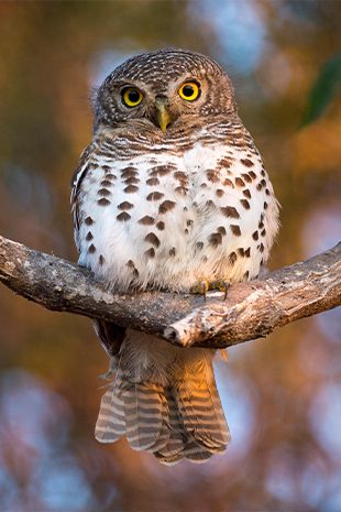botswana bird owl