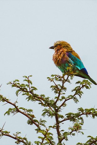 botswana bird rare