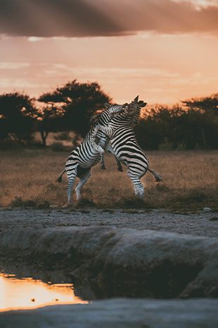 walking safaris sights zebra