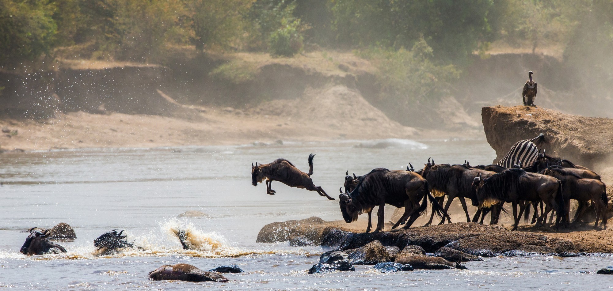 migration