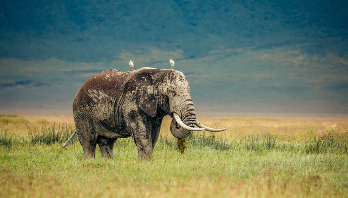 tanzanie id