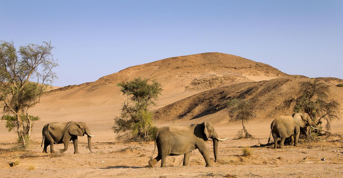 desert_elephant_122