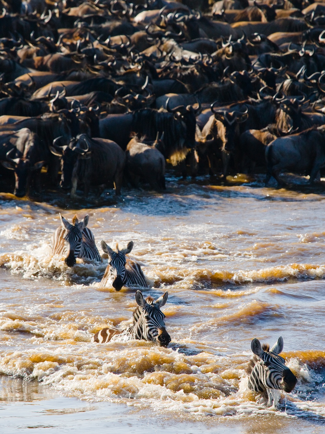Wildebeests are crossing Mara river. Great Migration. Kenya. Tan